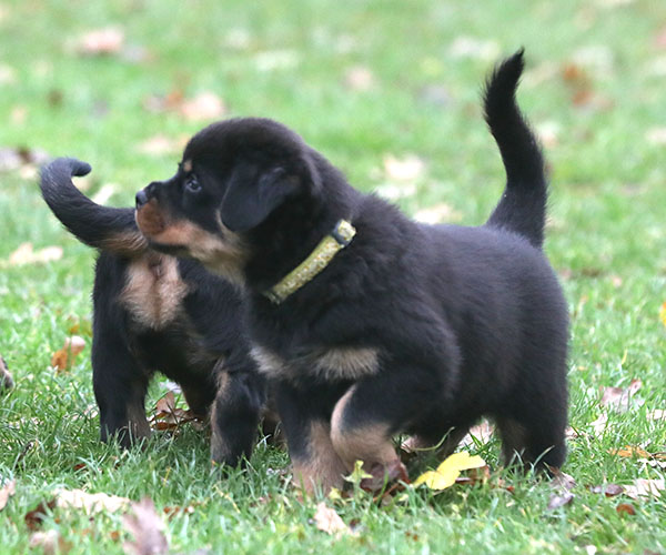 a2-nest week 8 pupfoto 8h