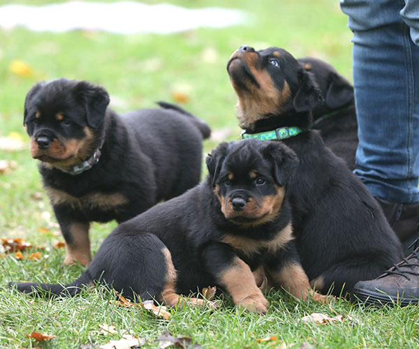 a2-nest week 8 pupfoto 8o