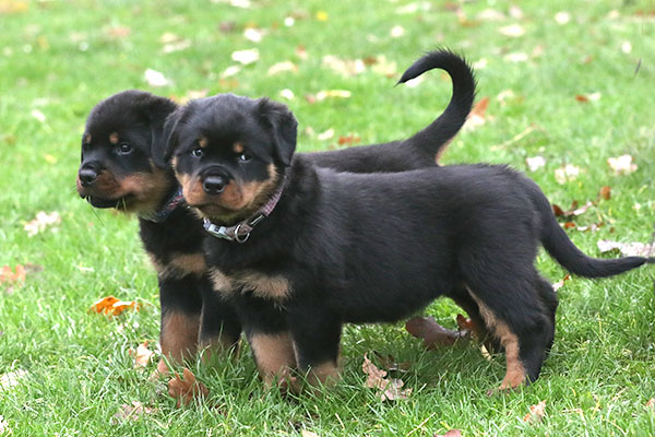 a2-nest week 8 pupfoto 8q