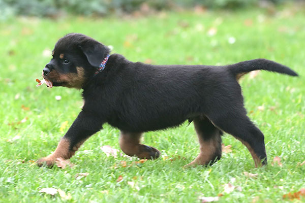 a2-nest week 8 pupfoto 8r