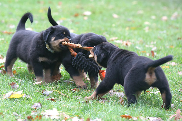 a2-nest week 8 pupfoto 8s