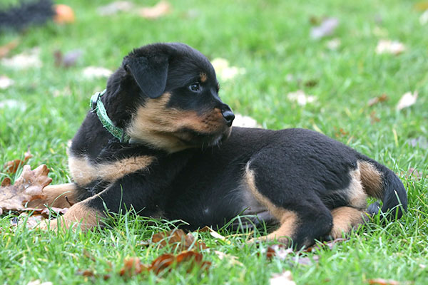 a2-nest week 8 pupfoto 8za