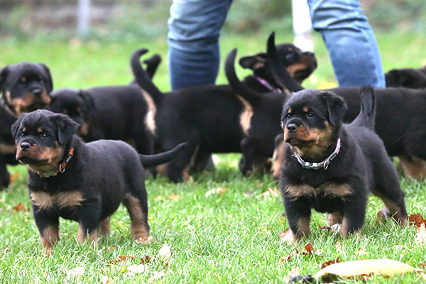 a2-nest week 8 pupfoto 8zb