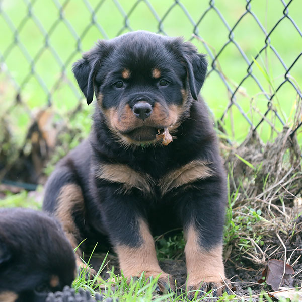 a2-nest week 8 pupfoto 8zc