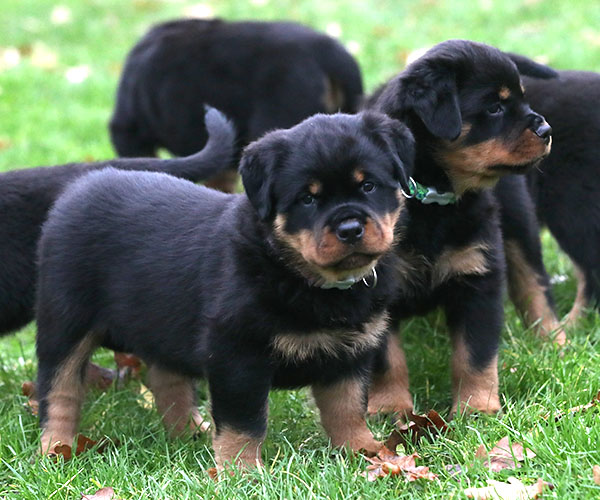 a2-nest week 8 pupfoto 8zf