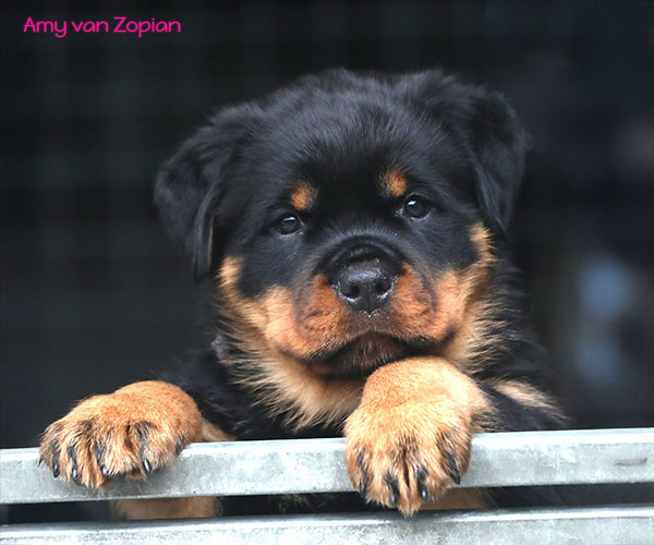 a2-nest week 8 pupfoto 8zp