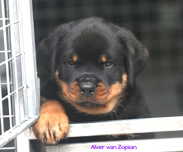 a2-nest week 8 pupfoto 8zr