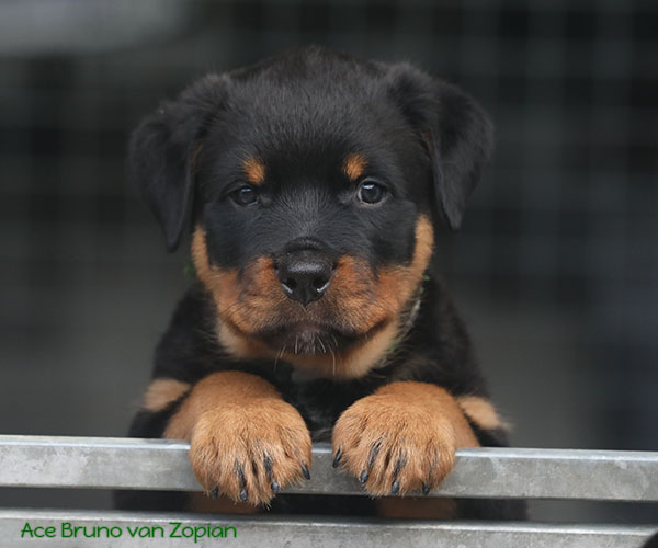 a2-nest week 8 pupfoto 8zx