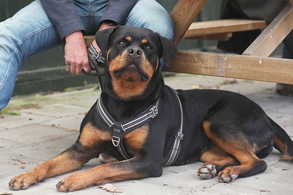 zopian-familiedag 11