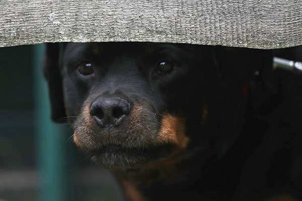 zopian-familiedag 12