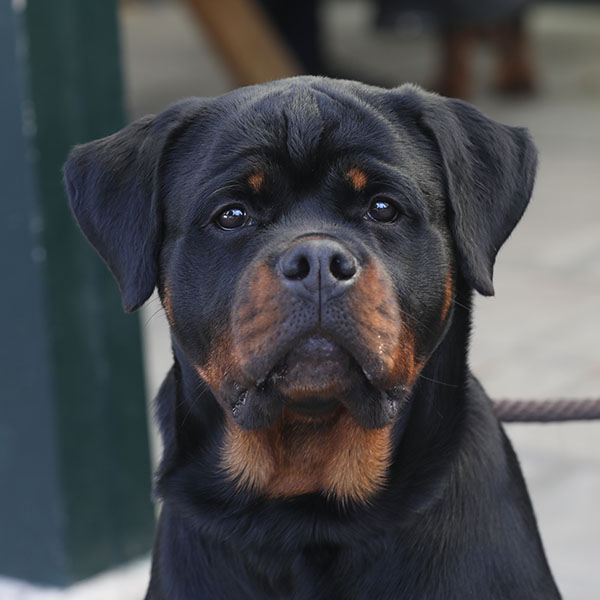 zopian-familiedag 13