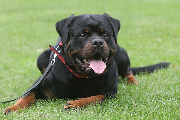 zopian-familiedag 20