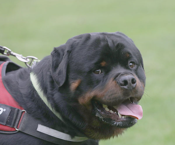 zopian-familiedag 22