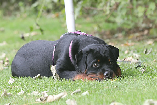 zopian-familiedag 27