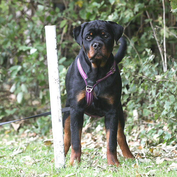 zopian-familiedag 33