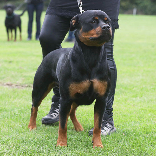 zopian-familiedag 50