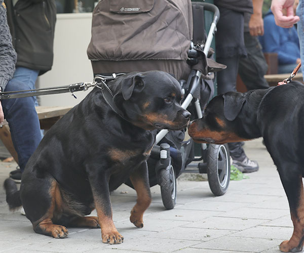 zopian-familiedag 58