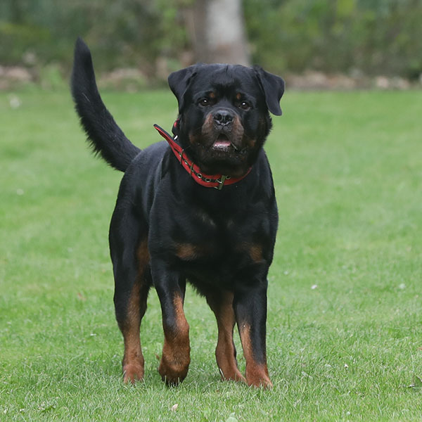 zopian-familiedag 60