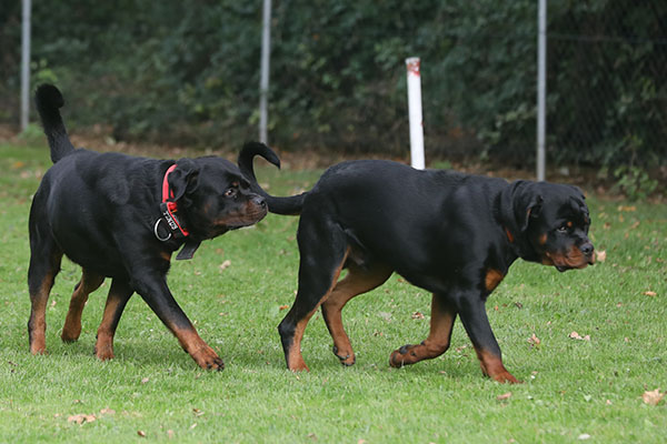 zopian-familiedag 61