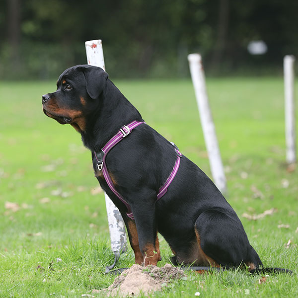 zopian-familiedag 67