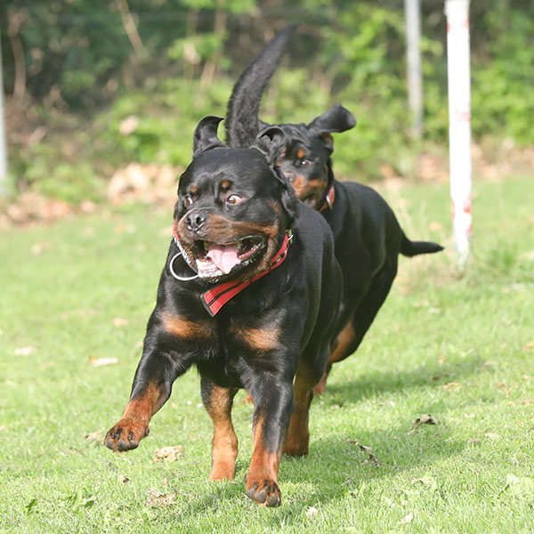 zopian-familiedag 74