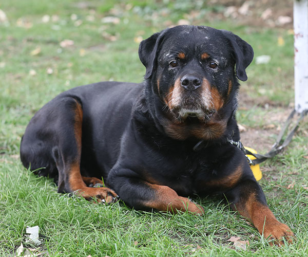 zopian-familiedag 82