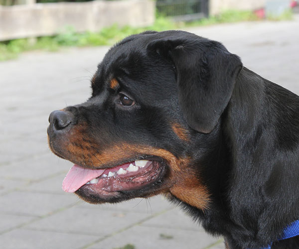 zopian-familiedag 83