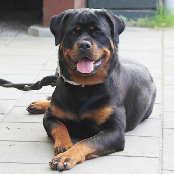 zopian-familiedag 85