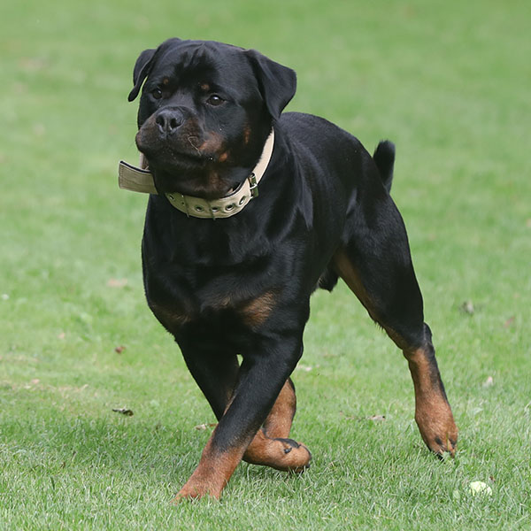 zopian-familiedag 94