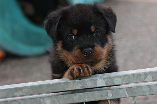 G-nest week 7 pupfoto 7e