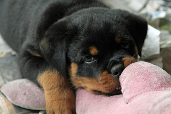 L-nest week 7 pupfoto 7j