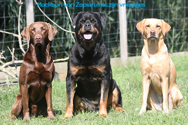 Mackson-van-Zopian