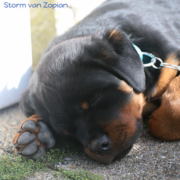 Storm-van-Zopian