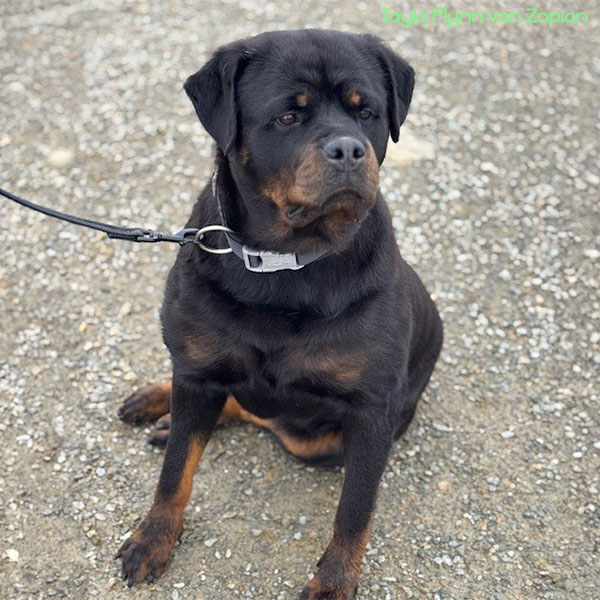 tayla-flynn-van-Zopian