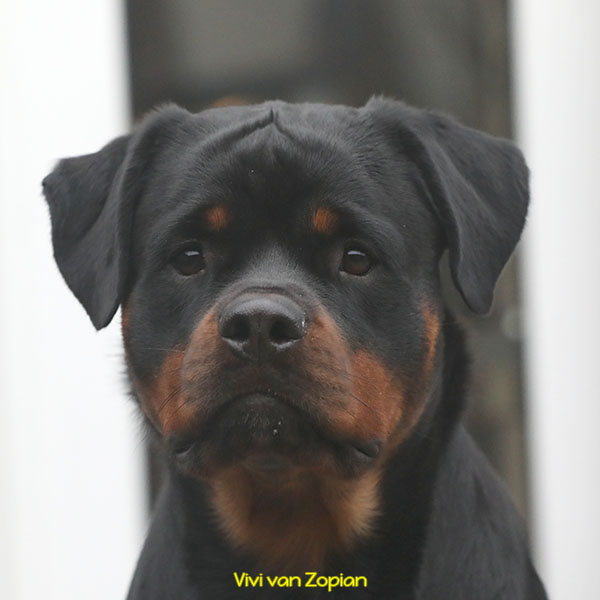 vivi-van-zopian