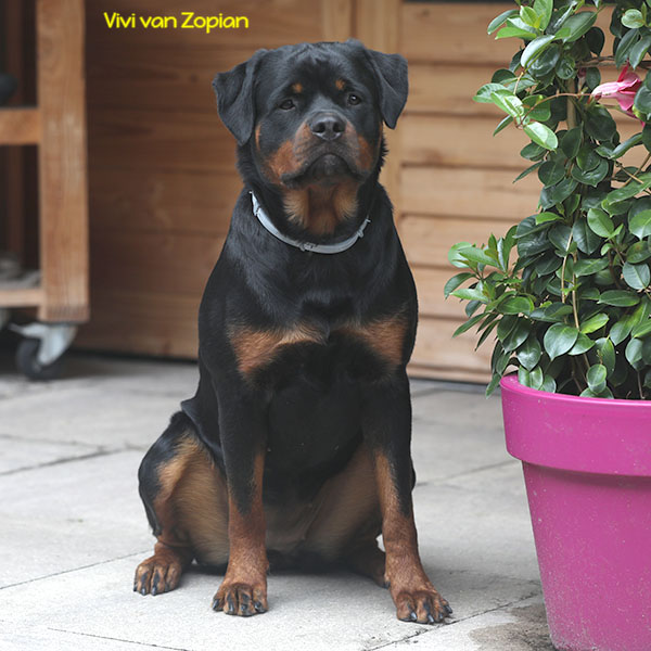 vivi-van-zopian