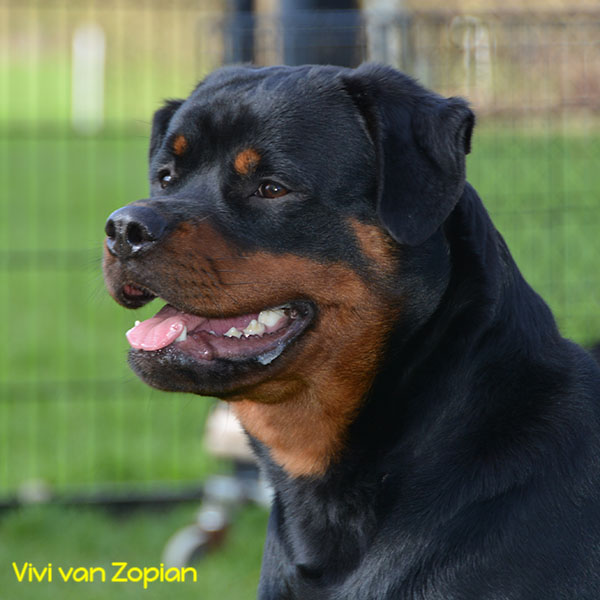 vivi-van-zopian