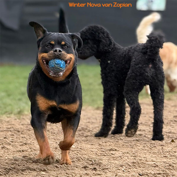 winter-nova-van-zopian