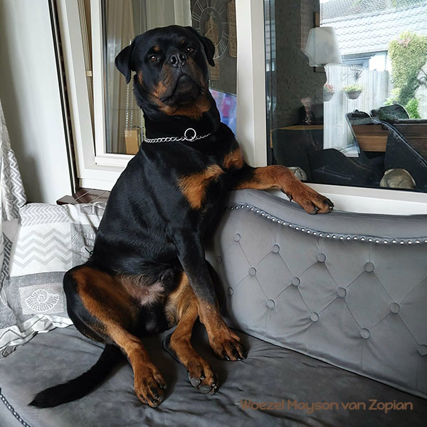 woezel-mayson-van-zopian