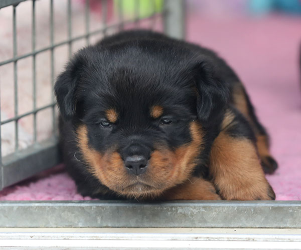 W-nest week 5 pupfoto 5c
