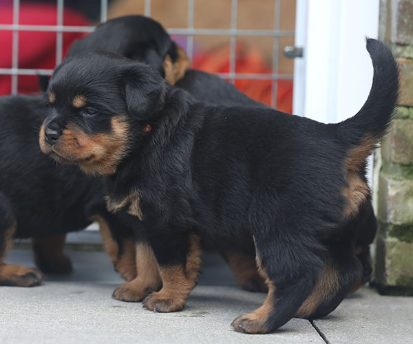 W-nest week 5 pupfoto 5d