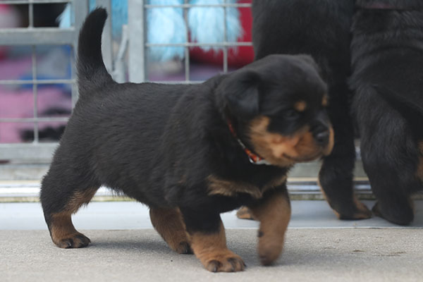 W-nest week 5 pupfoto 5f