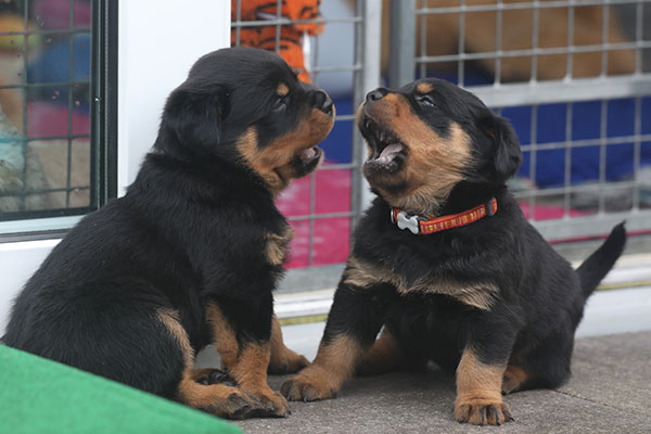 W-nest week 5 pupfoto 5k