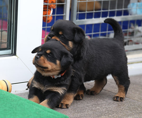 W-nest week 5 pupfoto 5n