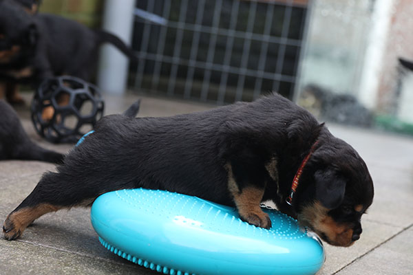 W-nest week 5 pupfoto 5o