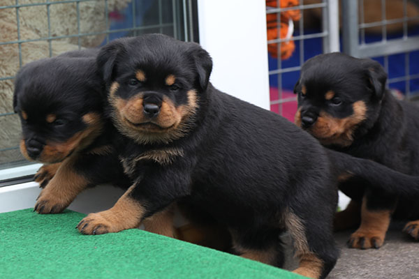 W-nest week 5 pupfoto 5p