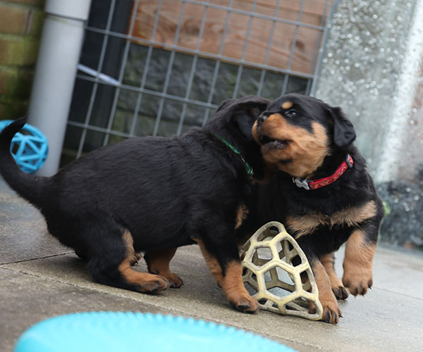 W-nest week 5 pupfoto 5q