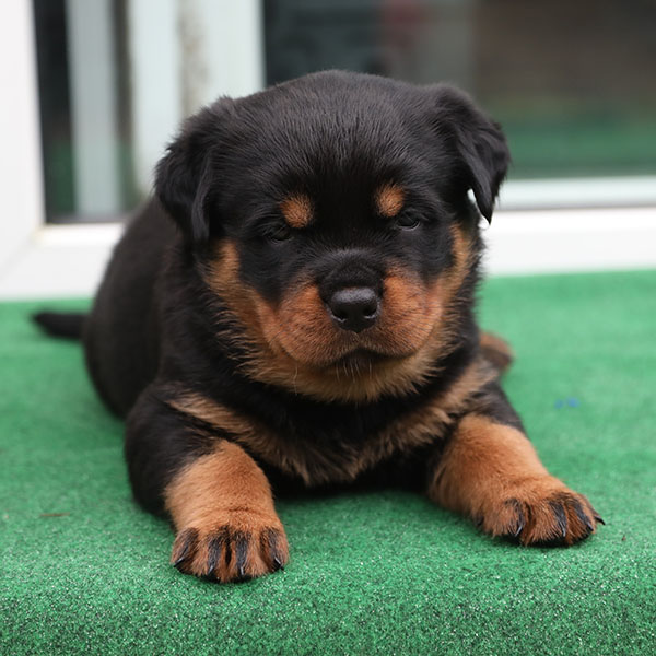 W-nest week 5 pupfoto 5t