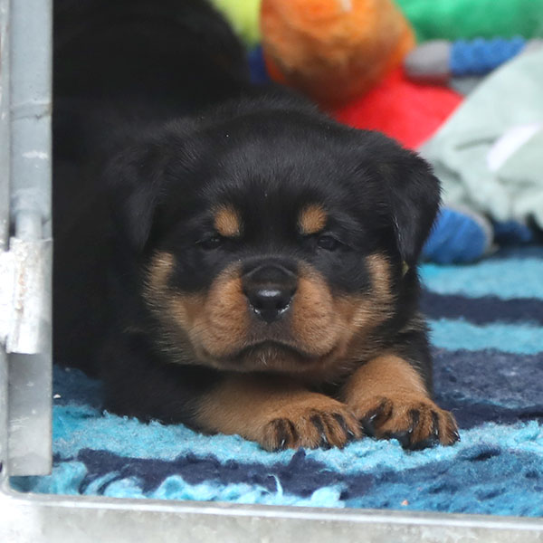 W-nest week 5 pupfoto 5tt