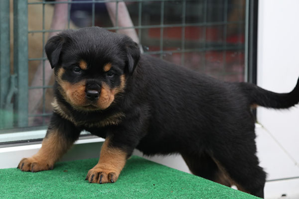 W-nest week 5 pupfoto 5u